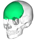 <p>What bone of the skull is this?</p>