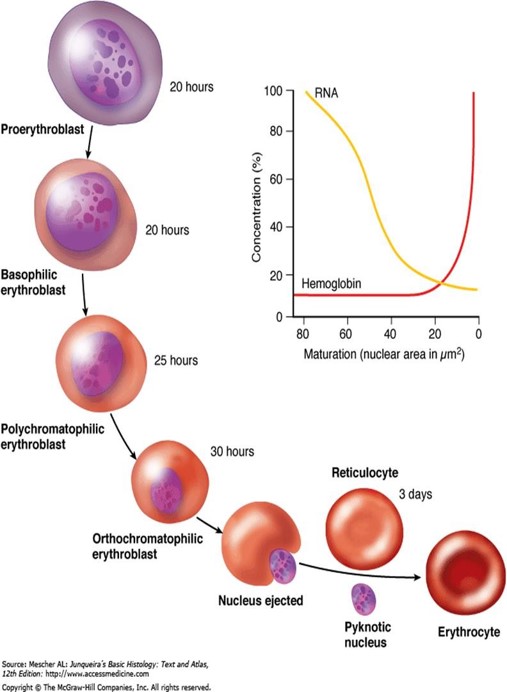 <p>1) The <span style="color: red">cell size</span> becomes <strong>smaller</strong></p><p>2) The <span style="color: red">nucleus</span> becomes<strong> smaller</strong>, condensed, pyknotic and finally extruded from the cell</p><p>3) <strong>Decrease </strong>in <span style="color: red">free ribosomes and polysomes </span>(decrease of basophilia)</p><p>4)<strong> increase</strong> of <span style="color: red">hemoglobin</span> (increased acidophilia)</p><p>5) <span style="color: red">Mitochondria and other cell organelles</span> gradually <strong>disappear</strong></p>