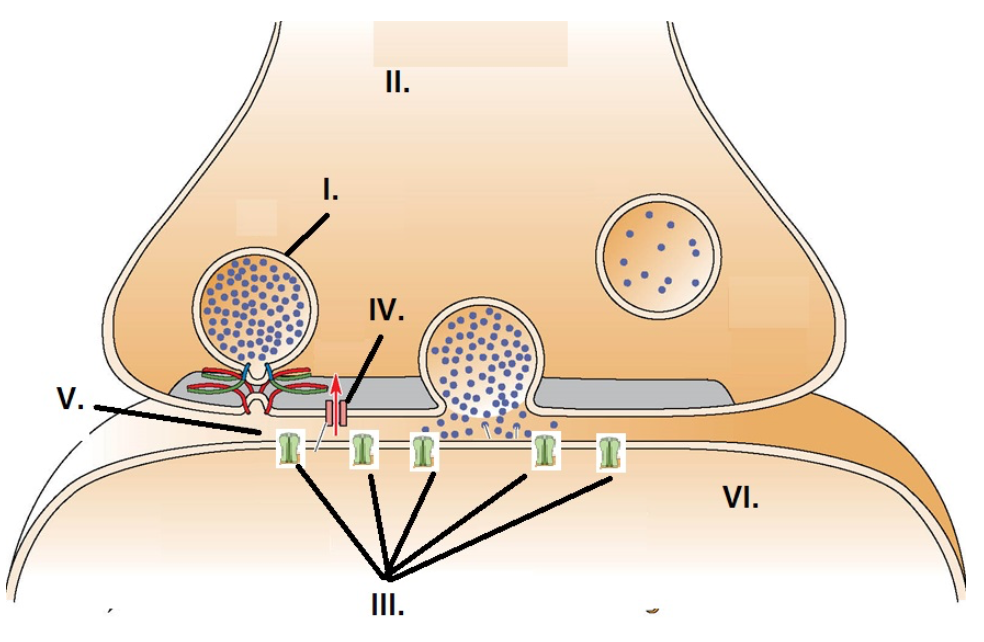 <p><span>A synaptic vesicle is identified by:</span></p>