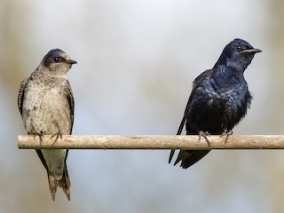 <p>Purple Martin</p>