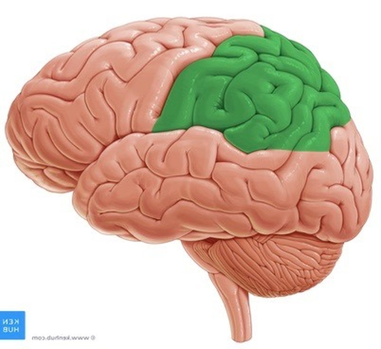 <p>*perceptie en integratie van somatosensorische info (aanraking, druk, temperatuur, pijn)</p><p>*visuospatiale verwerking</p><p>*ruimtelijke aandacht</p><p>*ruimtelijk in kaart brengen</p><p>*getal representatie</p>