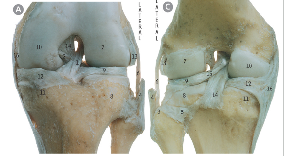 <p>Label the image : 16, 6, 1, 14, 9, 12, 15</p>