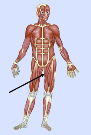 <p>What major muscle is this?</p>