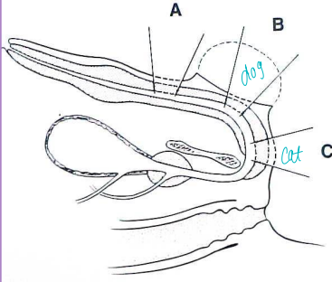 <ul><li><p><strong>Urohydropulsion: </strong>urethral stones, <strong><u>avoid Urethrotomy</u></strong></p><ul><li><p>Confirm stone position with rads, then <u>push into bladde</u>r</p></li></ul></li></ul><img src="https://knowt-user-attachments.s3.amazonaws.com/f6e3cf4b-0a59-47bc-bc28-1f5a91575dcc.png" data-width="25%" data-align="center"><ul><li><p><strong>Urethrotomy:</strong> stone retrieval, FB retrieval, biopsy, neoplasia</p><ul><li><p>Sharp midline incision over obstruction&nbsp;</p></li><li><p>Primary closure with apposition and place catheter&nbsp;</p></li></ul></li><li><p><strong>Urethrostomy:</strong> permanent stoma; Urethral obx, FIC, trauma, neoplasia, calculi</p><ul><li><p><strong><u>Perineal (C) or scrotal (D) incision,</u></strong> create stoma</p></li><li><p><span style="color: red;"><strong><u>Must dissect penis to bulbourethral glands (C) or stricture risk</u></strong></span></p></li><li><p><span style="color: red;"><strong><u>Use a drain board to prevent urine scald, should fit hemostat box lock&nbsp;</u></strong></span></p><ul><li><p><strong><u>A drain board is necessary to prevent urine scald</u></strong></p></li></ul></li></ul></li></ul><img src="https://knowt-user-attachments.s3.amazonaws.com/e6384066-e383-4d52-a71b-ac52f53fe78e.png" data-width="25%" data-align="center"><ul><li><p><strong>Urethral resection: </strong>urethral prolapse&nbsp;</p><ul><li><p>excise prolapsed mucosa, amputate, suture to skin</p></li></ul></li></ul><img src="https://knowt-user-attachments.s3.amazonaws.com/536f57c0-6716-43bf-bce5-b923f8738b6c.png" data-width="50%" data-align="center"><ul><li><p><strong>Urethropexy: </strong>urethral prolapse&nbsp;</p><ul><li><p>reduce prolapse, place sutures proximally</p></li></ul></li></ul><p></p>