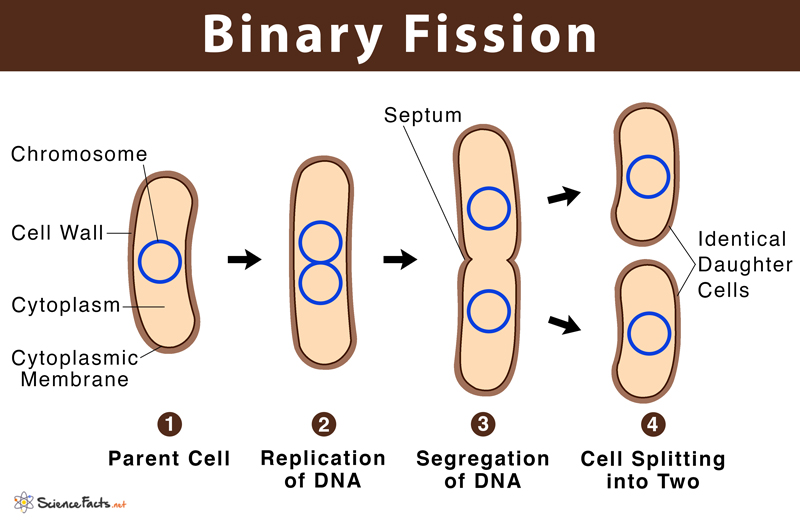 <p>A method of asexual reproduction in bacteria where a single cell divides into two identical daughter cells, each containing the same genetic material. </p>