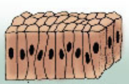 Which epithelial tissue is this?