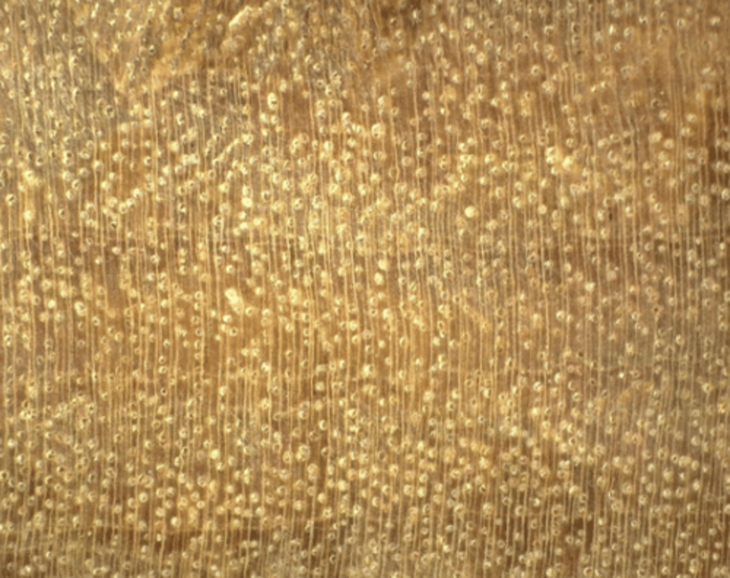 <p>Heartwood color light yellowish brown; numerous small pores; tyloses plugged the pores; boundary parenchyma</p>