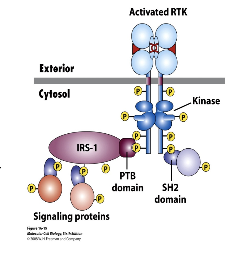 <ul><li><p>SH2</p></li><li><p>PTB (phospho-tyrosine binding) domain</p></li><li><p>these two types of domains are domains of target proteins that bind to the Ps of the RTKs</p></li><li><p>they have similar tertiary structure</p></li><li><p>SH2 and PTB can couple activated RTKs to downstream components of signal pathways</p></li></ul><p></p>