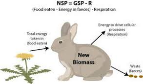 <p>The total gain in energy or biomass per unit area per unit time by consumers after allowing for losses to respiration.</p><ul><li><p>NSP = Energy in the food ingested - Energy lost in egestion (feces) - energy used in respiration</p></li><li><p>Carnivores assimilate 80% of energy in diet and egest less than 20% </p></li><li><p>Herbivores 40% of energy in diet and egest 60% </p></li></ul>