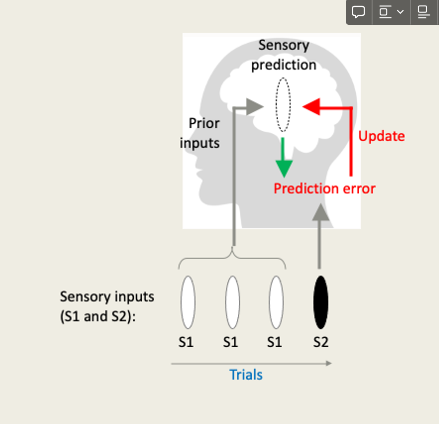 <ul><li><p>-efficient because brain dont need respond by time of 3rd s1 stim as its well predicted </p></li><li><p>-basis of neuronal adaptation-when S2 happens, unexpectedly brain needs expend more energy to process that</p></li><li><p>-potentially, change from S1 to S2 predictable, brain learn that and minimise prediction error </p></li><li><p>-prediction can be probablistic </p></li><li><p>-function of PC scheme differ in each case; dom model for how cognition influences perception, feeback pathways convey predictions, feedforward pathway in brain convery prediction errors</p></li><li><p>predictions made by higher stages of neural processing conveyed via feedback connections to lower stages-subtracted from incoming signals </p></li></ul>