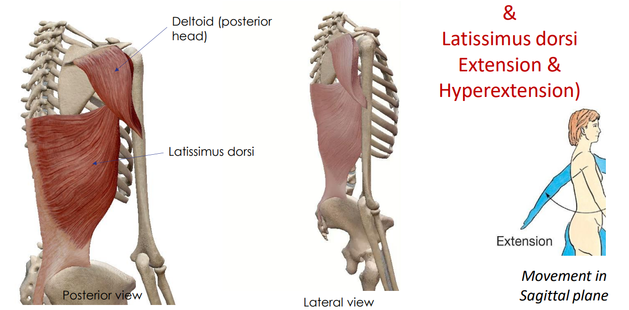 <p>- movement at shoulder joint</p><p>ANIMATION ON SLIDE 19</p><ul><li><p>extension and hyperextension</p></li></ul><p></p>