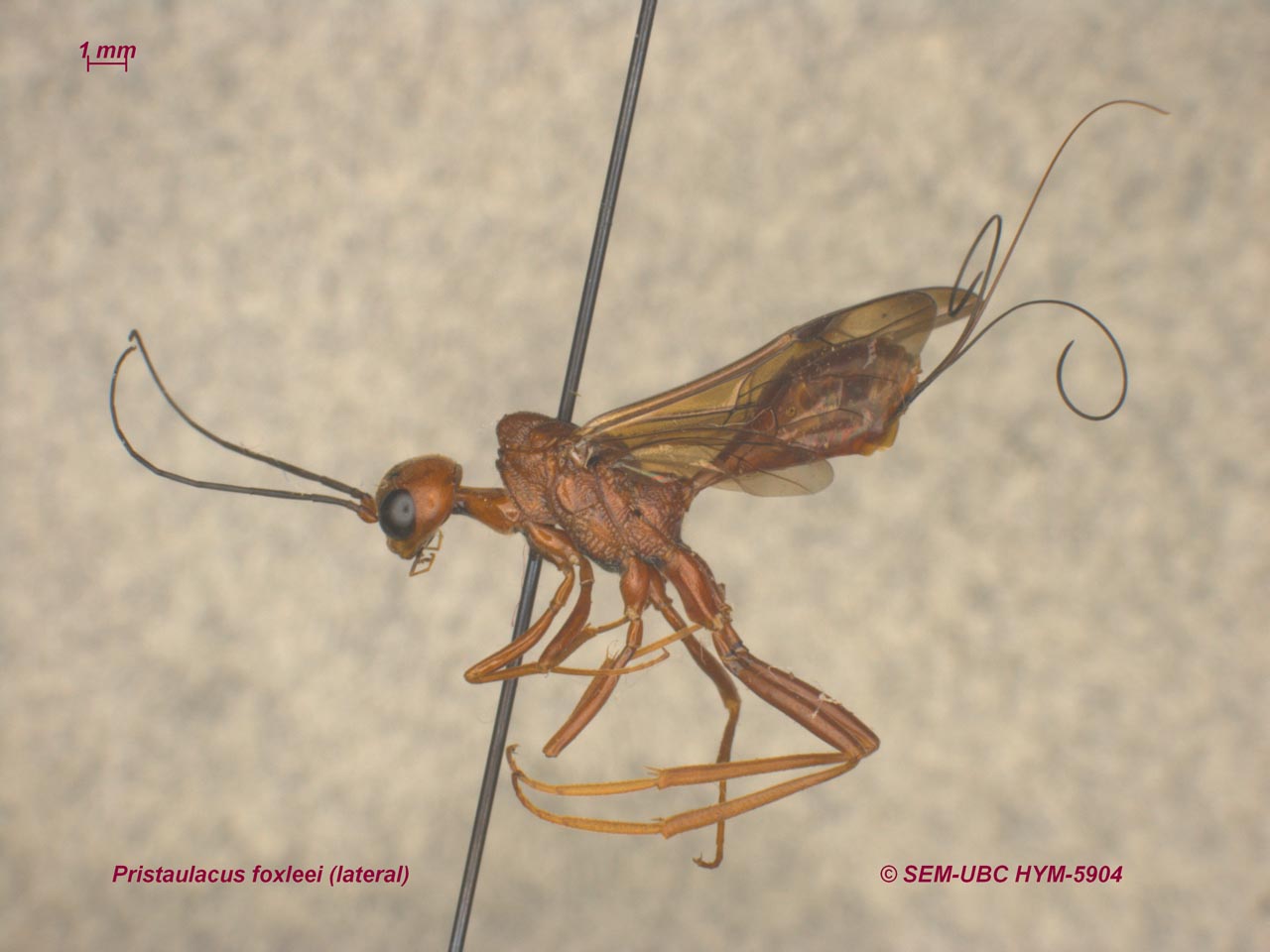 <p>mesoscutum humped anteriorly</p>