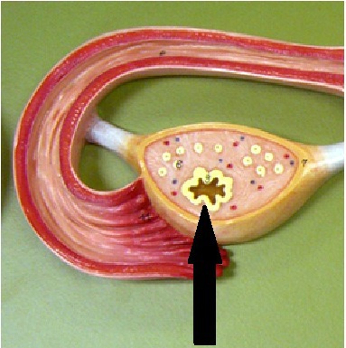 knowt flashcard image
