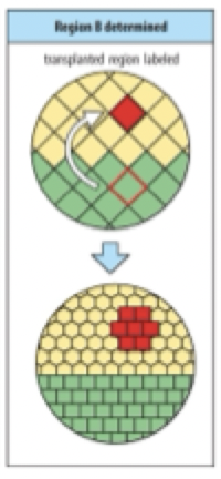 <p>when putting green cell and stick them into yellow cell they to not adopt a hexagonal shape and stay square </p><p><strong>are the green cells determined?</strong></p>