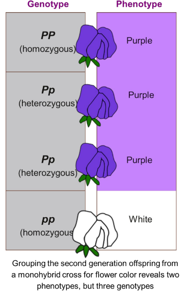 <p>The <strong>genotype</strong> of an organism refers to its genetic make-up.</p><p>The <strong>phenotype</strong> of an organism refers to its observable features or traits. (think phenotype=physical!)</p><ul><li><p>Dominant alleles are labelled with a capital letter and recessive ones with a lower case letter.</p></li><li><p>A heterozygote will be a carrier for a recessive allele.</p></li></ul>