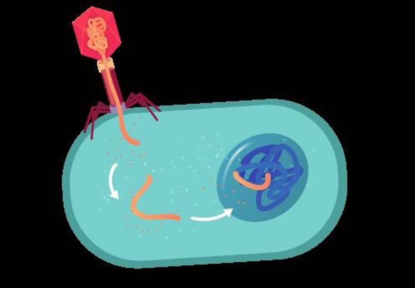 <p>DNA transfer via bacteriophage infection. EX: Virus that infects bacteria.</p>