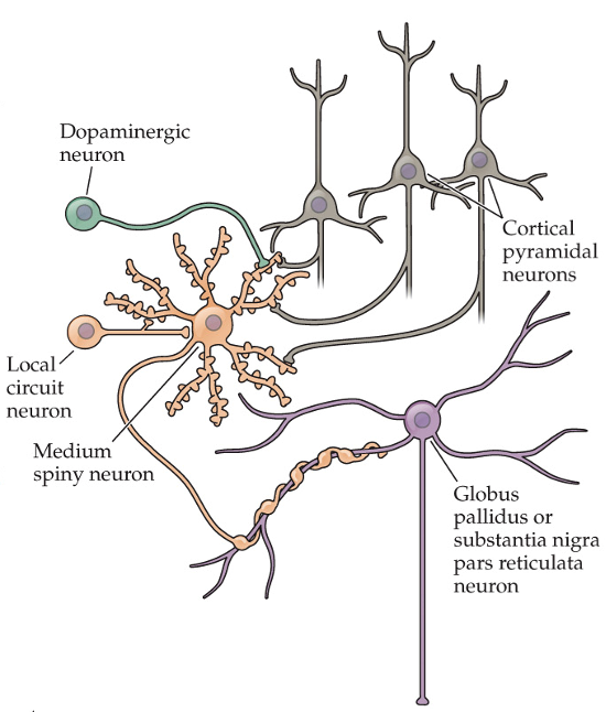 <ul><li><p>have spines where glutamatergic synapses form</p></li><li><p>have inward K+ rectifying currents (even at rest) → little spontaneous activity</p><ul><li><p>require many excitatory inputs to fire</p></li></ul></li><li><p>firing correlates with the occurrence of movement</p><ul><li><p>fire seconds before movements and at termination of movement</p></li><li><p>firing helps select and initiate a movement</p></li></ul></li><li><p>GABAergic (inhibitory)</p></li></ul><p></p>