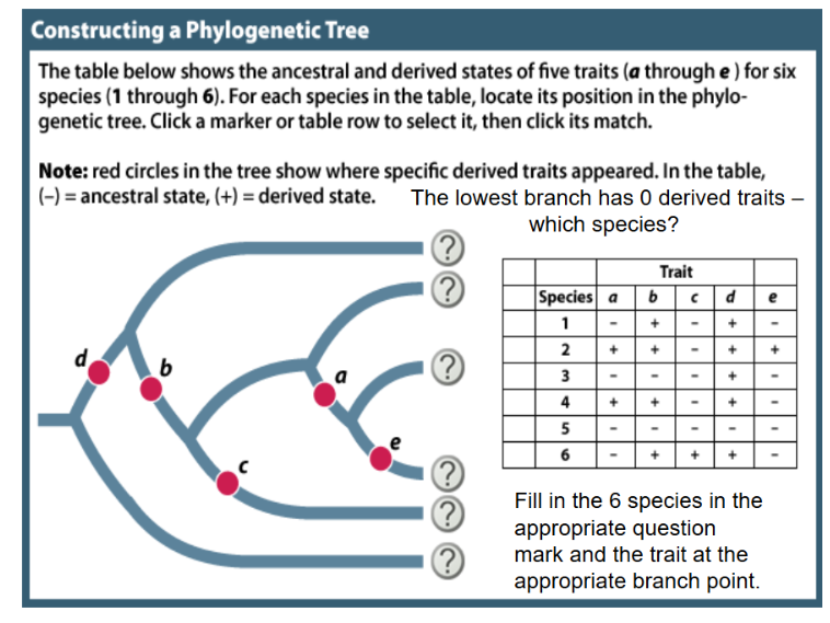 <p>From the chart of traits in this figure, which species has none of the derived traits a-e?</p><p>A. Species 1</p><p>B. Species 3</p><p>C. Species 5</p><p>D. Two of the 6 species shown</p>