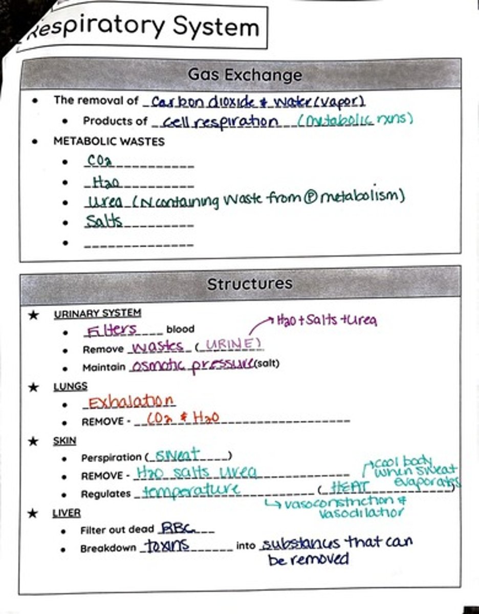 <p>System responsible for the exchange of gases in the body</p>