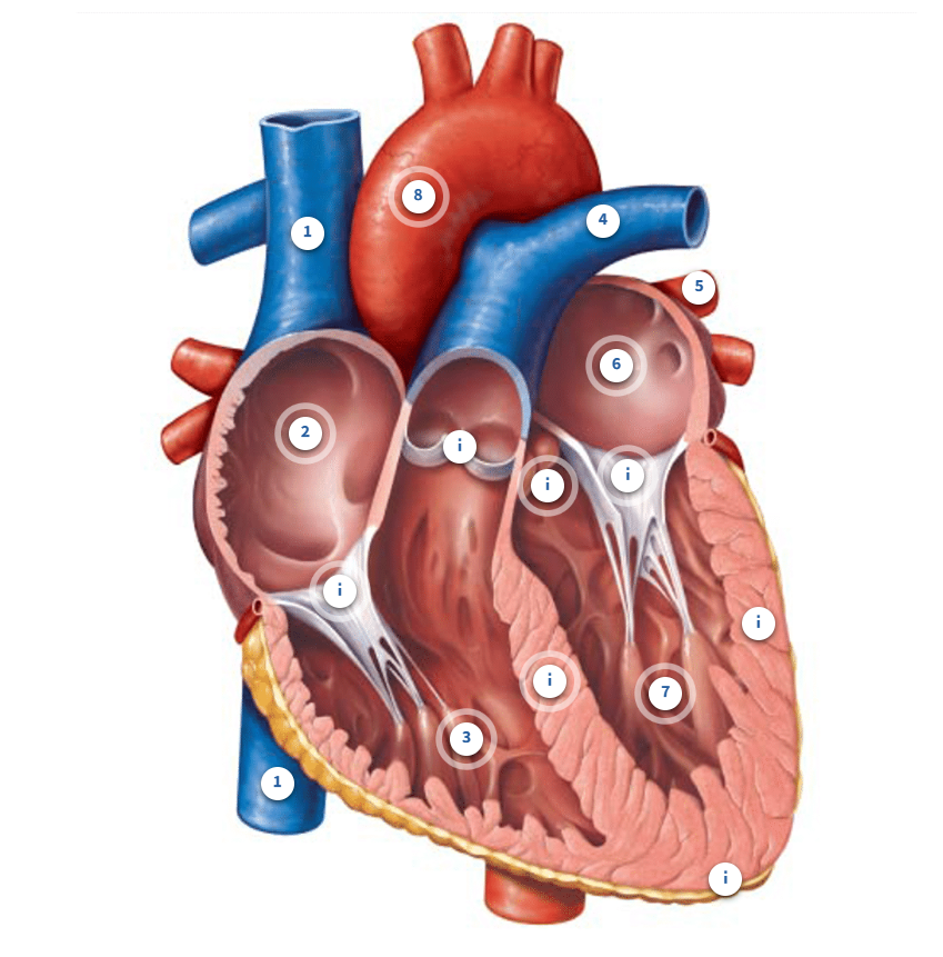 <p>Label the heart </p>