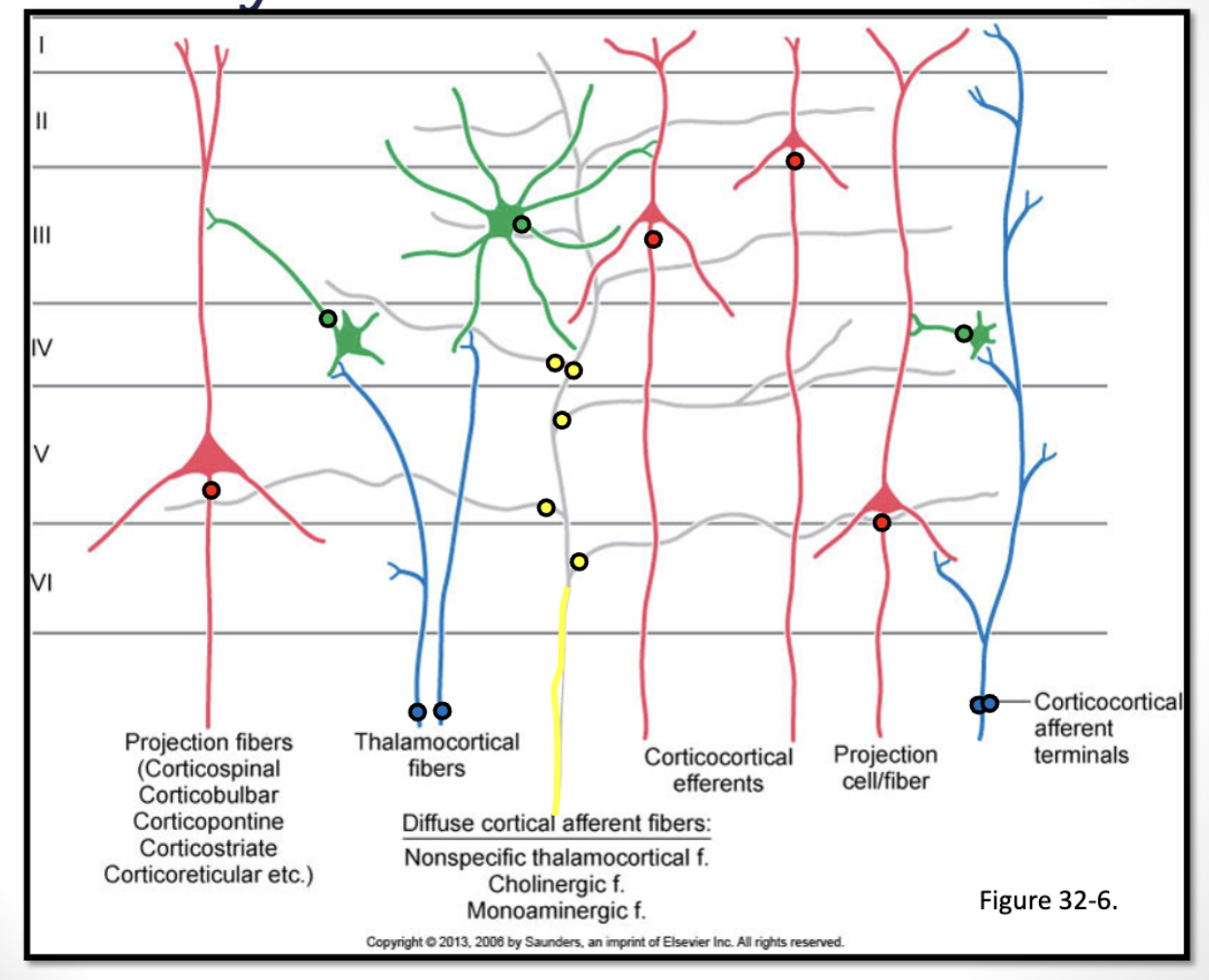 <p><span style="color: rgb(255, 255, 255)"><u>intrinsic circuitry:</u> high degree of convergence (where information comes into a neuron) and divergence (information gets transmitted out of the neuron) within the neural circuitry of the cerebral cortex – allowing for complex integration of information</span></p><ul><li><p><span style="color: rgb(255, 255, 255)"><u>afferent fibers</u>: bring <strong>input to the cortex</strong></span></p><ul><li><p><span style="color: rgb(255, 255, 255)">thalamocortical fibers (input from thalamic nuclei) – excitatory</span></p></li><li><p><span style="color: rgb(255, 255, 255)">cortico-cortical fibers – excitatory or inhibitory</span></p></li><li><p><span style="color: rgb(255, 255, 255)">diffuse inputs (e.g., ascending reticular activating system; raphe nuclei) – excitatory (contain projections concerned with the regulation of cortical excitability, arousal, sleep, and wakefulness)</span></p><ul><li><p>e.g., raphe nuclei, which deals with serotonin, helps modulate the brain under stressful conditions</p></li></ul></li></ul></li><li><p><span style="color: rgb(255, 255, 255)"><u>local circuit neurons</u>: processing &amp; integrating information (layer IV)</span></p><ul><li><p><span style="color: rgb(255, 255, 255)">excitatory and inhibitory interneurons</span></p></li></ul></li><li><p><span style="color: rgb(255, 255, 255)"><u>efferent fibers</u>: pyramidal cells – excitatory <strong>output from the cortex</strong></span></p><ul><li><p><span style="color: rgb(255, 255, 255)">cortico-cortical fibers (i.e., association or callosal – layers II &amp; III)</span></p><ul><li><p>e.g., “what” stream of vision: connections between the visual cortices and the temporal cortices</p></li><li><p>e.g., “where” stream of vision: connections between the visual cortices and the parietal cortices</p></li></ul></li><li><p><span style="color: rgb(255, 255, 255)">projection fibers (layer V)</span></p><ul><li><p>e.g., corticospinal, corticonuclear, corticorubral, corticopontine, corticoreticular tracts</p></li></ul></li></ul></li></ul><p>image</p><ul><li><p><u>***</u><strong><u>6 layers</u></strong></p><ul><li><p><u>***</u><strong><u>layer II &amp; </u></strong><u>***</u><strong><u>layer III:</u></strong> have <u>***</u><strong><u>pyramidal cells that </u></strong><u>***</u><strong><u>output to the </u></strong><u>***</u><strong><u>cortico-cortical projections</u></strong></p></li><li><p><u>***</u><strong><u>layer IV</u></strong>: major<strong> </strong><u>***</u><strong><u>input zone of the cortex</u></strong></p><ul><li><p><u>***</u><strong><u>thalamocortical fibers and </u></strong><u>***</u><strong><u>cortico-cortical fibers come in here</u></strong></p></li></ul></li><li><p><u>***</u><strong><u>layer V</u></strong>: major <u>***</u><strong><u>output zone</u></strong></p><ul><li><p><u>***</u><strong><u>gives rise to the projection fibers</u></strong></p></li></ul></li></ul></li><li><p>blue</p><ul><li><p>information comes in from afferent thalamocortical and cortico-cortical fibers</p></li></ul></li><li><p>yellow</p><ul><li><p>diffuse input from modulatory systems that can alter the excitability levels of the cortex</p></li><li><p>—&gt; they synapse on the pyramidal cells in…</p></li></ul></li><li><p>…green,,,</p><ul><li><p>—&gt; ,,,which output to the cortico-cortical connections; those synapse onto the,,,</p></li></ul></li><li><p>red</p><ul><li><p>,,,efferent projection fibers</p></li><li><p>—&gt; which output the information from the cortex</p></li></ul></li></ul><p>== this ^ is constantly happening all over the cortex</p>