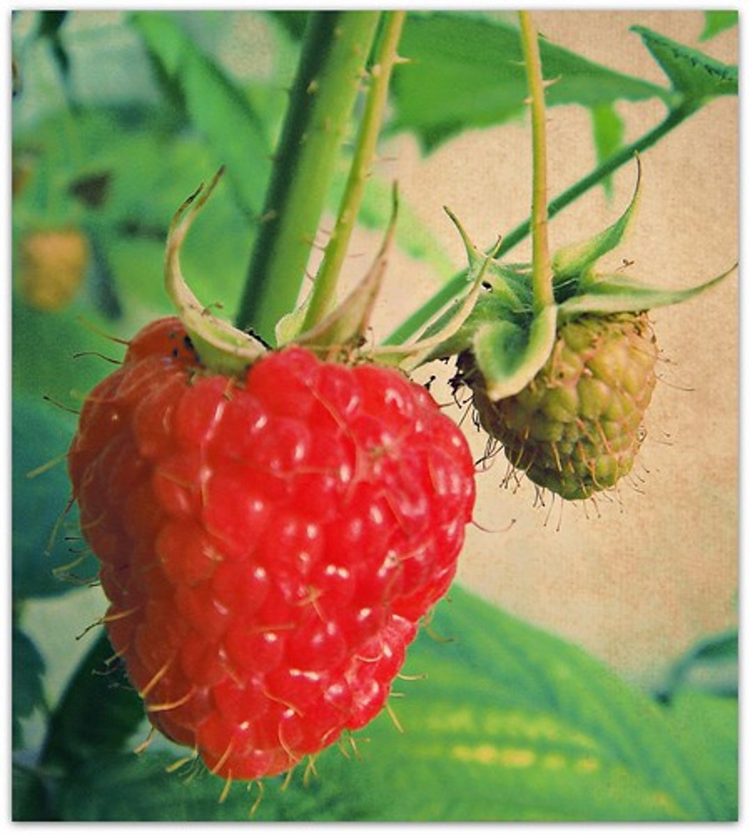 <p>= fruit developing from single flower with multiple carpels.<br>-Ex: Strawberry, raspberry</p>