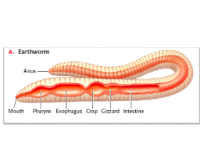 The earthworm is a deposit feeder that feeds on organic soil particles

Muscular activity moves particles through the esophagus into the crop, where they are stored and mixed with mucus.

This mixture enters the gizzard, which contains grains of sand, and is ground into fine particles (mechanical processing of food)

The mixture enters a long intestine, Organic matter is hydrolyzed by enzymes, Muscular contractions move the mixture along, Cells lining the intestine absorb molecular subunits

Undigested residue is expelled through the anus