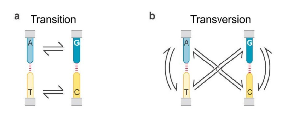 <ul><li><p>Transition = purine to purine or pyrimidine to pyrimidine (A between G; T between C)</p></li><li><p>Transversion = purine to pyrimidine and vise versa (A to C or T; G to T or C; T to A or G; or C to A or G) </p></li></ul><p></p>