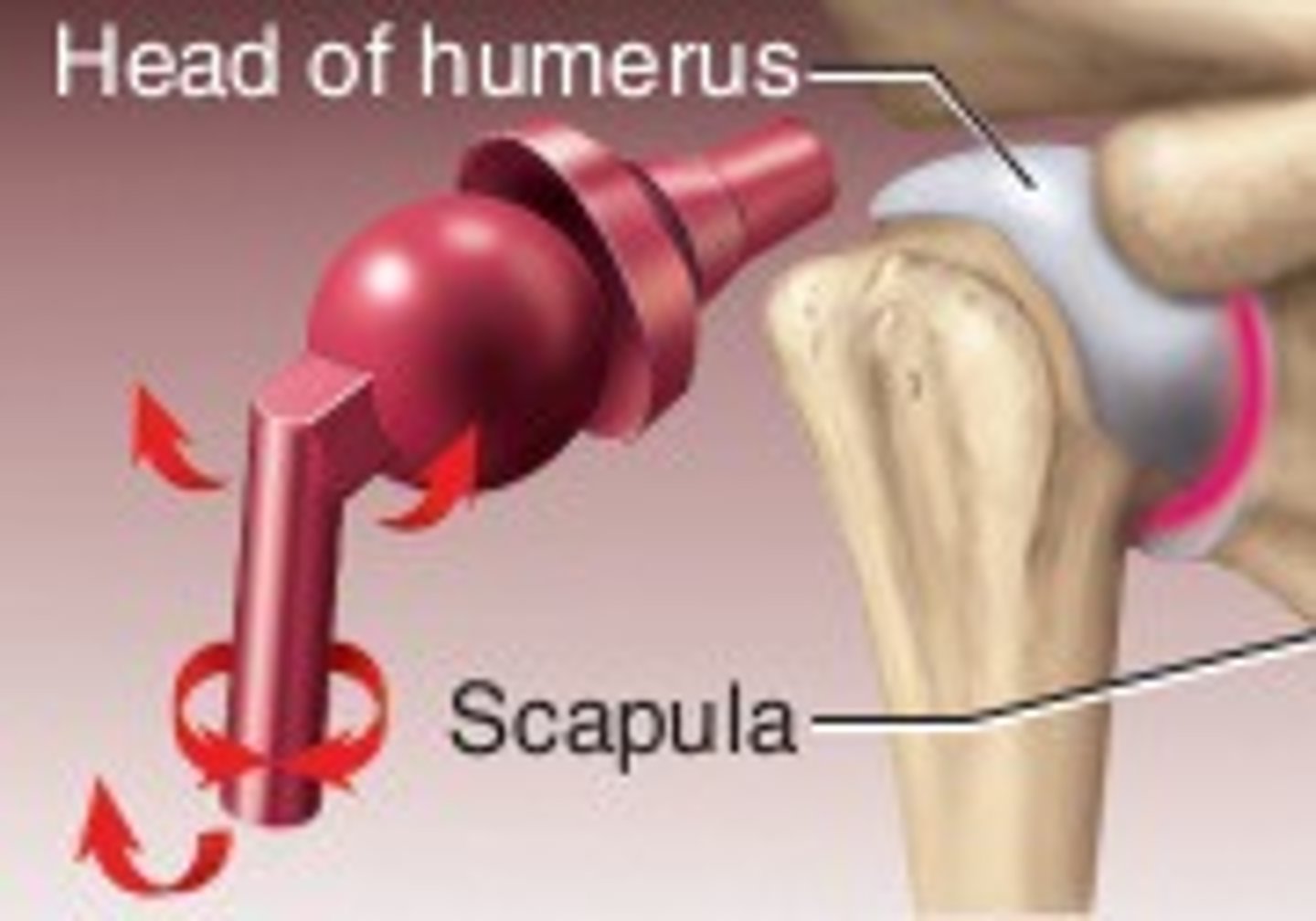 <p>- most versatile</p><p>- all rand of movements</p><p>Ex: shoulder joint, hip joint</p>