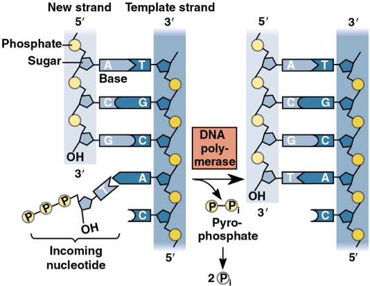 <p>dATP (deoxyribose) adds adenine to DNA through dehydration reaction and loses 2 phosphate groups </p><p>ATP (ribose)</p><p></p>