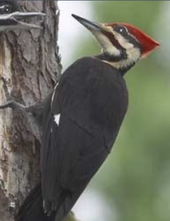 <p>Dryocopus pileatus</p>