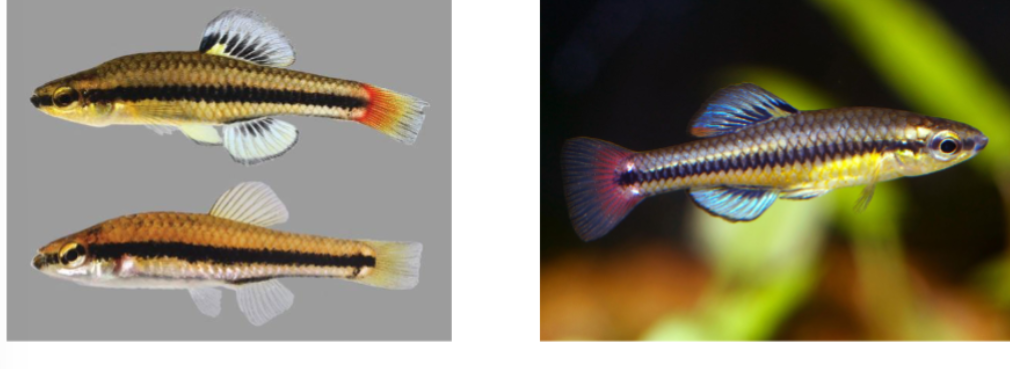 <p>bluefin killifish</p><p>black line down length of body</p><p>colorful fins toward rear of body</p><p>mouth in middle of face</p>