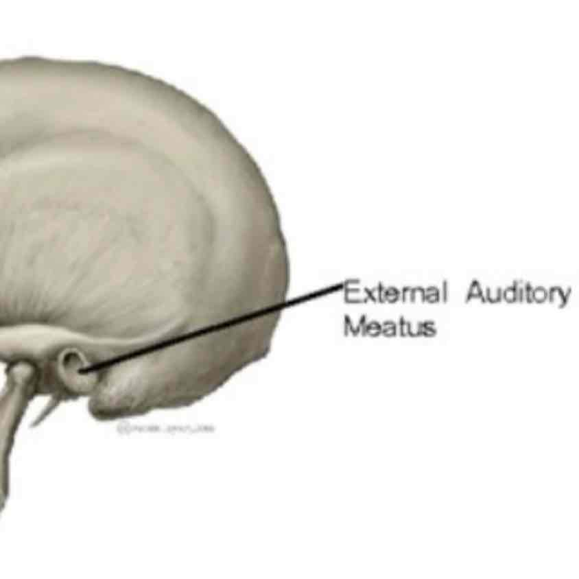 <p>cat #3 / canal-like passage way / external auditory meatus</p>