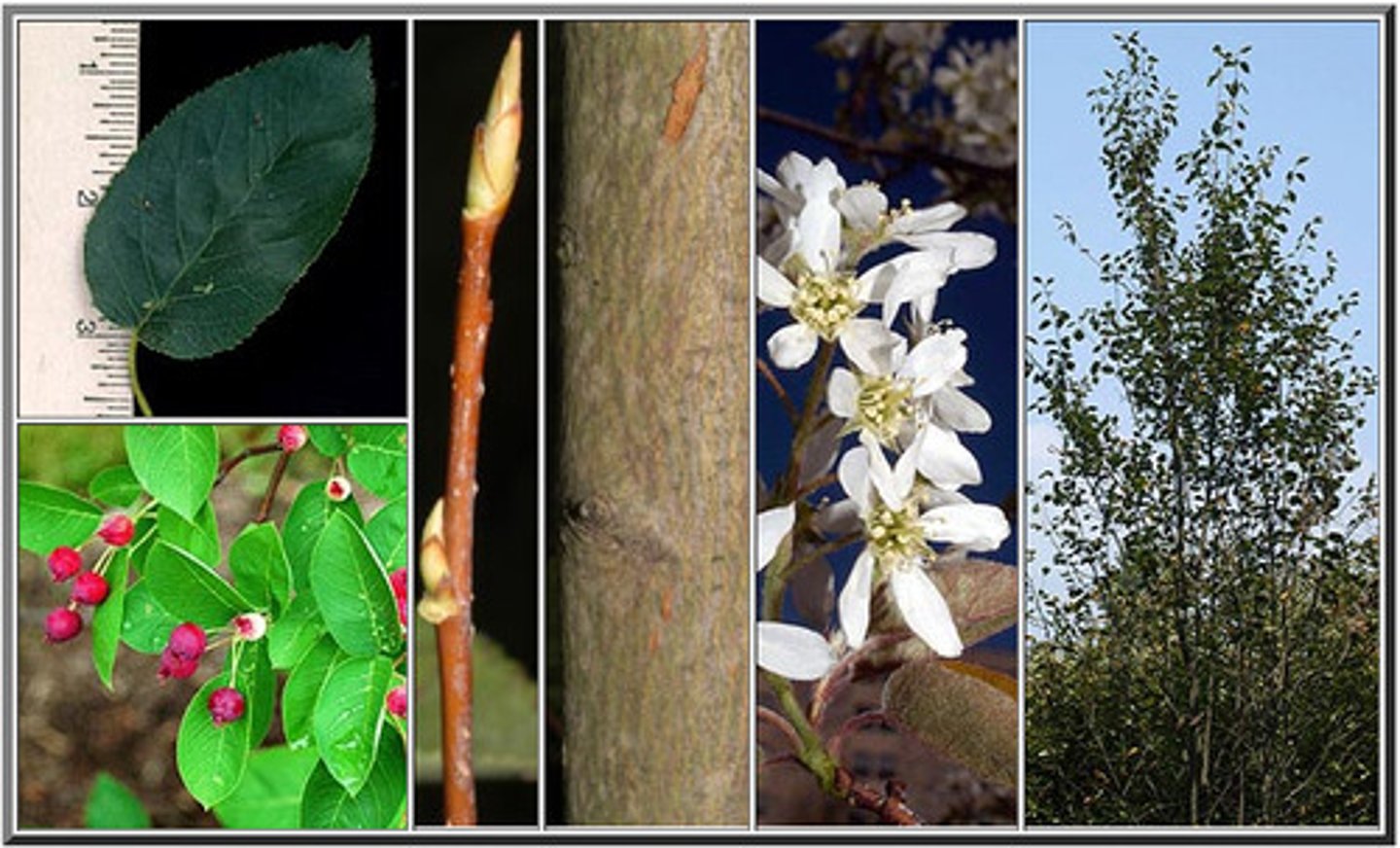 <p>serviceberry, Juneberry</p>