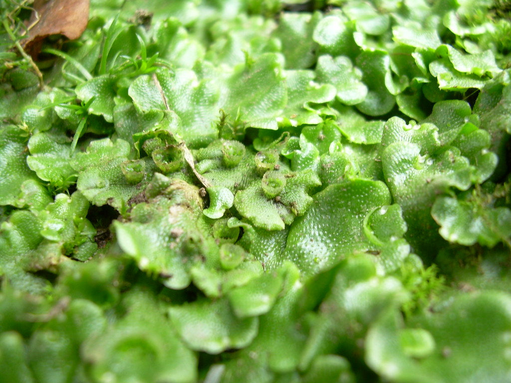 <p>what phylum does this plant belong to </p>