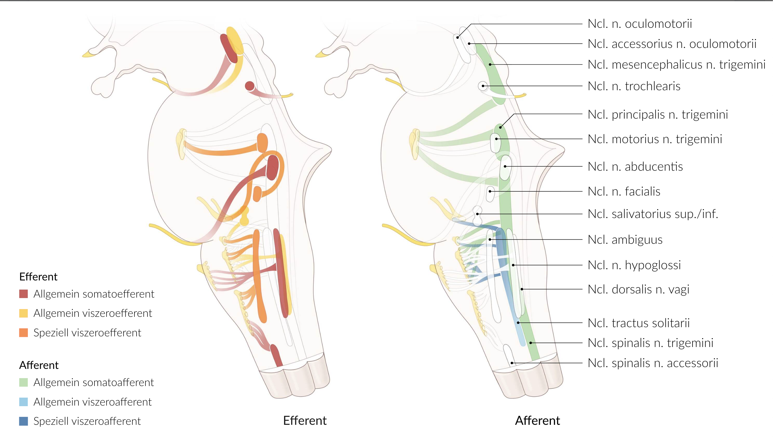 <p>B. Motor nucleus of the trigeminal nerve (Ncl. motorius n. trigemini)</p>