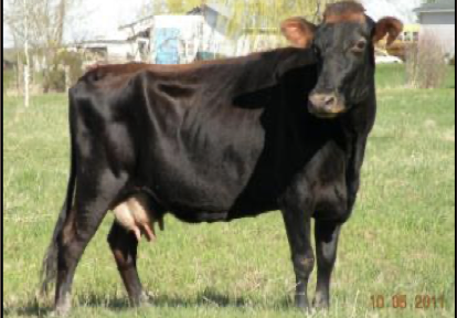 <ul><li><p>milk type </p></li><li><p>quebec, canada</p></li><li><p>bull : color black, gray stripes around muzzle </p></li><li><p>cow : black or dark brown, no gray stripes around muzzle</p></li></ul><p></p>