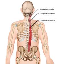 <p>longissimus insertion</p>