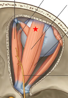 <p>ID/Describe this muscle</p>