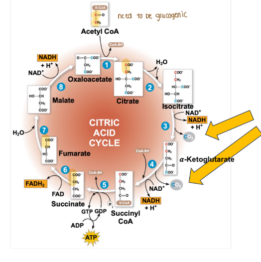 <p>What allows acetyl-CoA to become oxaloacetate?</p>