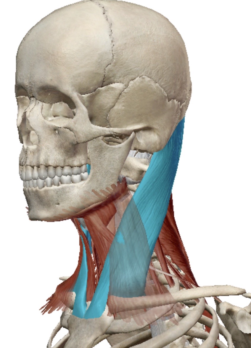 <p>Identify this muscle</p>