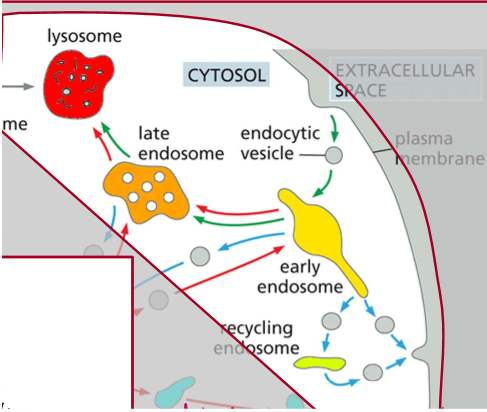 <p>Roles of endocytosis</p>