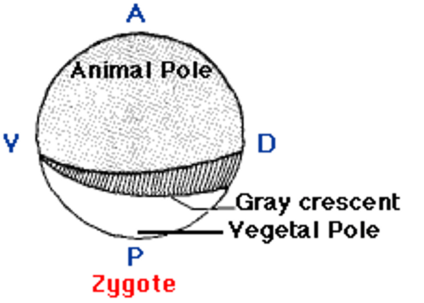 <p>animal pole</p>