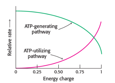 <p>This shows how energy charge regulates metabolism.</p><p>High concentrations of ATP inhibit the relative rates of a typical ATP-generating (catabolic) pathway and stimulate the typical ATP-utilizing (anabolic) pathway.</p>
