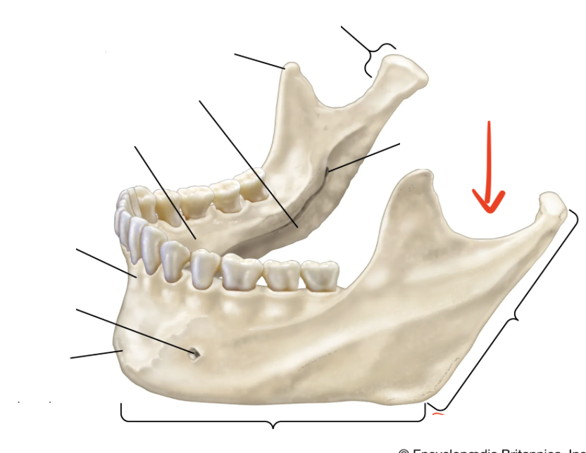 <p>depression that lies between condylar process and coronoid process</p>