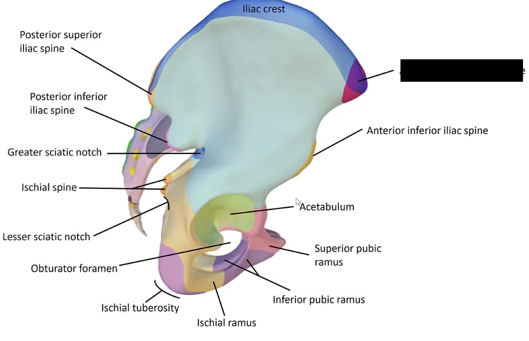 <p>The upper front projection of the iliac bone.</p>