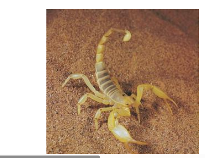 <p>Kingdom</p><p>• Phylum </p><p>• Subphylum </p><p>• Class </p>