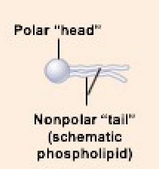 <ul><li><p>1 of the types of lipids that cell membranes is composed of</p></li><li><p>forms basic structure of membrane</p></li><li><p>Polar phosphate head</p><ul><li><p>hydrophilic portions contact intracellular or extracellular fluid</p></li></ul></li><li><p>Nonpolar Fatty acid tails</p><ul><li><p>2</p></li><li><p>hydrophobic portions that face the inside of the membrane</p></li></ul></li><li><p>Aggregation</p><ul><li><p>leads to ability of cells to reseal when torn/damaged</p></li><li><p>limited function, only in small portions</p></li></ul></li></ul><p></p>