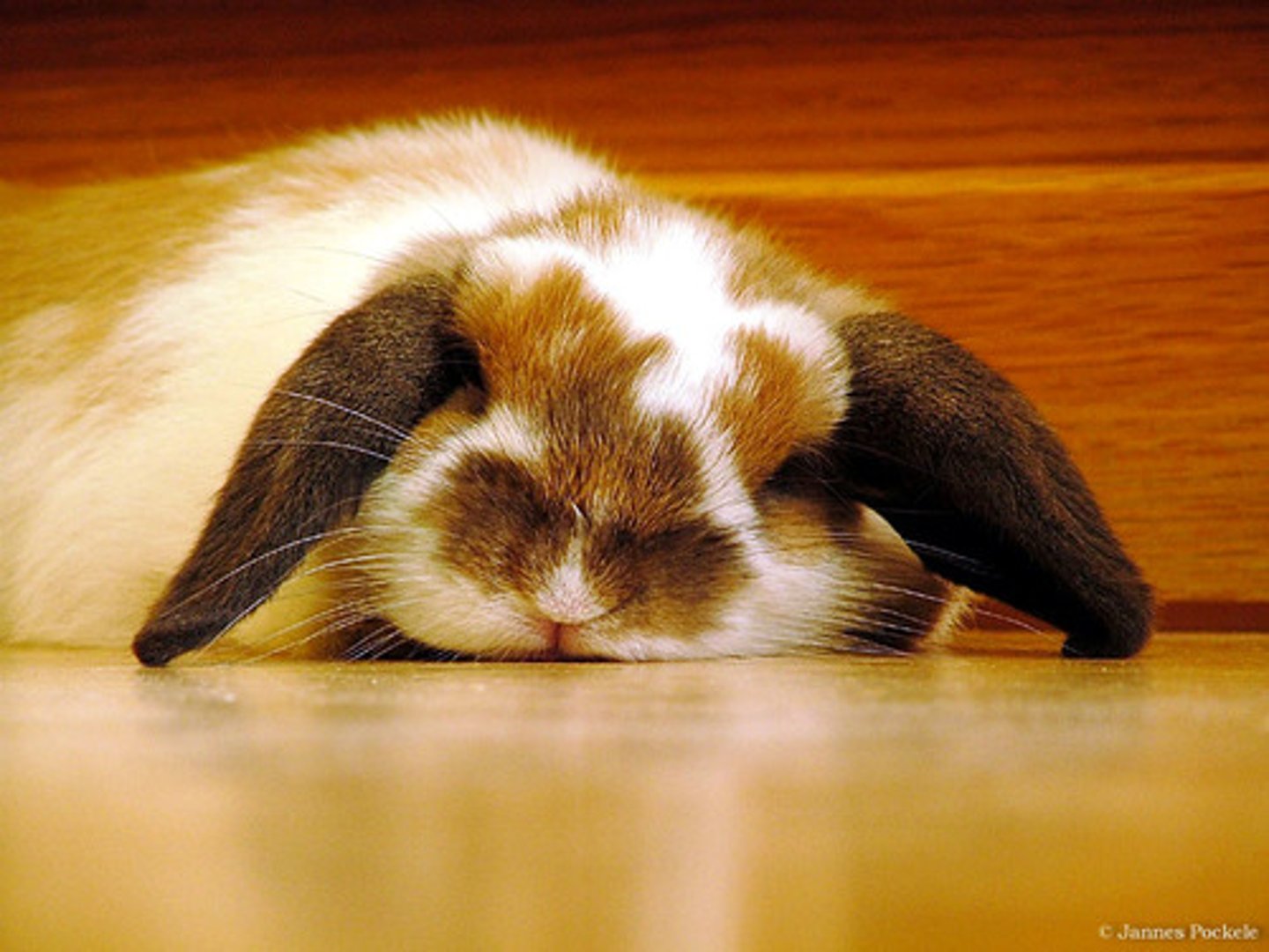 <p>to tire</p>