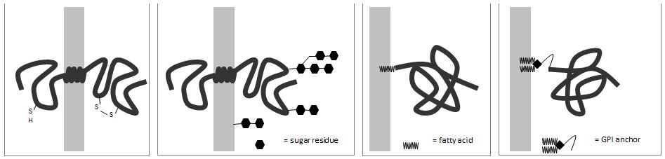 <p>For each membrane protein in the following schematic drawings, indicate whether the cytoplasmic side of the membrane is more likely to be on the left (L) or on the right (R). Your answer would be a four-letter string composed of letters L and R only, e.g. RRRR.</p><p>A) RLLR B) LLRL C) RRLR D) LRLR</p>